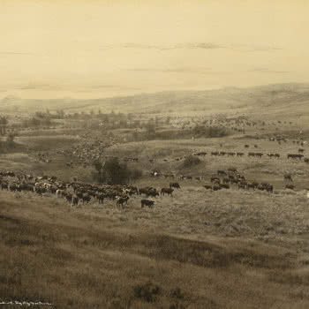 Cavalli e mandrie di bestiame nell’area di Big Dry, Montana, fotografati da L. A. Huffman (1907), The J. Paul Getty Museum.